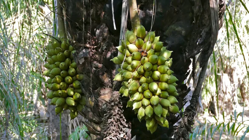 Acuri: a palmeira do Pantanal de polpa e castanha comestíveis