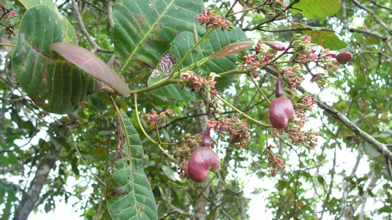 Mocororó: a bebida de caju fermentado do povo Tremembé