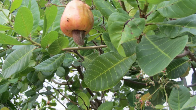 Caju do Ceará: o pseudofruto que virou símbolo do estado
