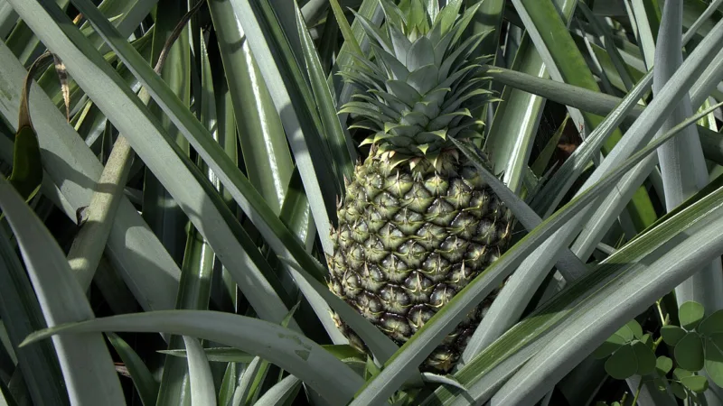 Abacaxi de Turiaçu: a fruta doce que virou orgulho do Maranhão