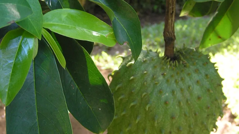 Graviola no Amazonas: fruta caribenha que virou suco de Manaus