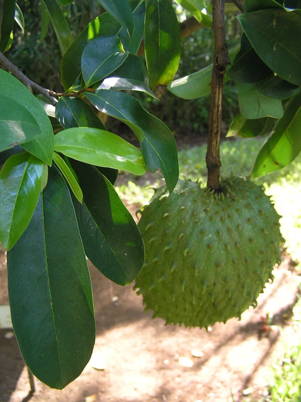 Graviola no Amazonas: fruta caribenha que virou suco de Manaus
