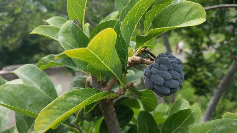Pinha, a fruta-do-conde do Nordeste e de Sergipe, de polpa cremosa