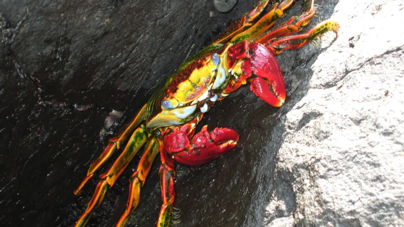 Fritada de aratu: o caranguejo do mangue virou prato de ovos