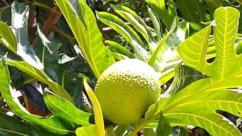 Fruta-pão no litoral baiano: a fruta que lembra pão e batata