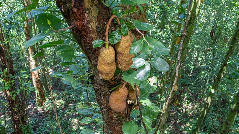 Jaca na Bahia: a gigante da Índia que virou fruta de quintal