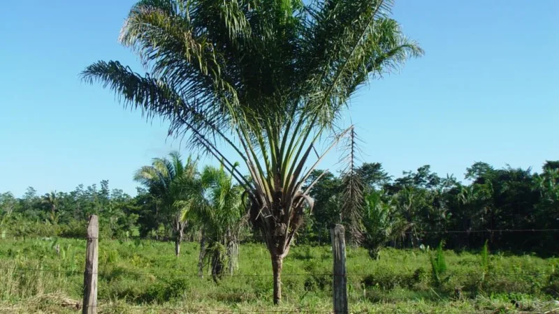 Inajá: a palmeira do Norte de polpa suculenta e óleo amarelo