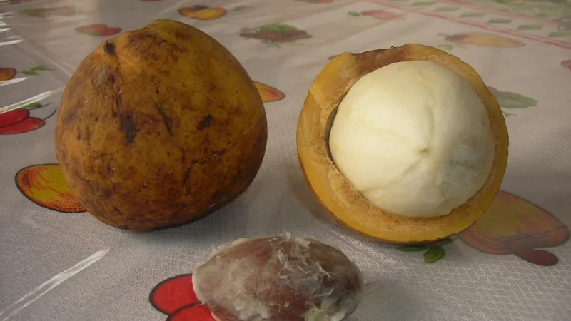 Bacuri: a fruta de polpa cremosa e muito popular no Pará