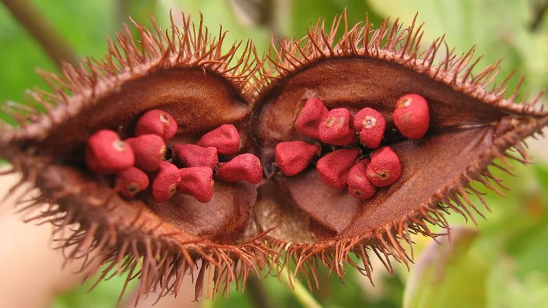Urucum de Paranacity: o ouro vermelho do Paraná com selo de IG