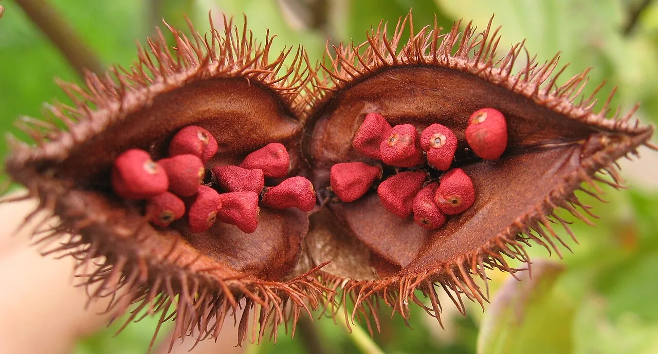 Urucum de Paranacity: o ouro vermelho do Paraná com selo de IG