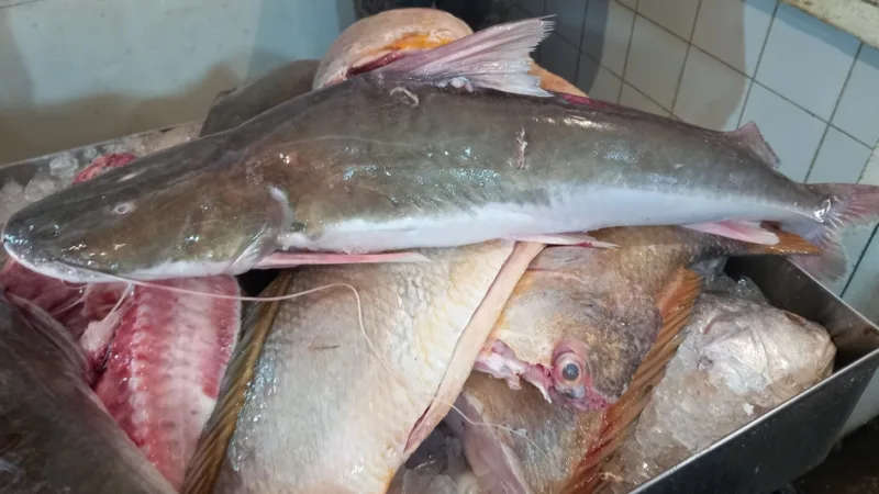 Filhote assado ou ao molho de camarão: o peixe nobre do Pará