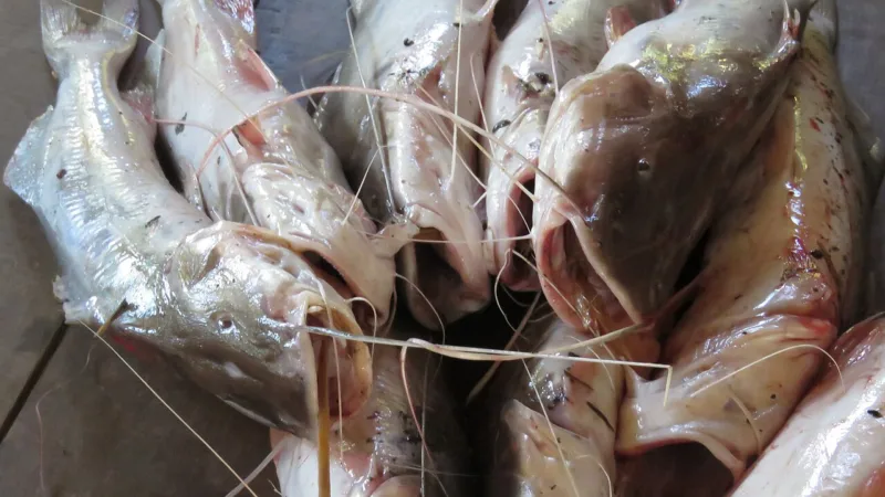 Caldeirada de bagre: o cozido de peixe de rio na mesa de Cuiabá