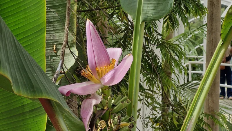Bala de banana de Antonina, doce do litoral do Paraná