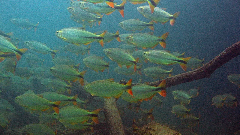 Piraputanga na brasa, o peixe do rio à mesa de Cuiabá (MT)