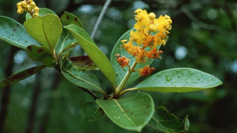 Murici: a fruta amarela de cheiro forte do Norte e Nordeste