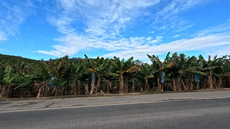 Banana de Corupá: a fruta da capital catarinense da banana