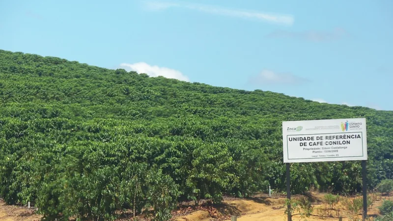 Café conilon do Espírito Santo: o grão forte com selo de origem