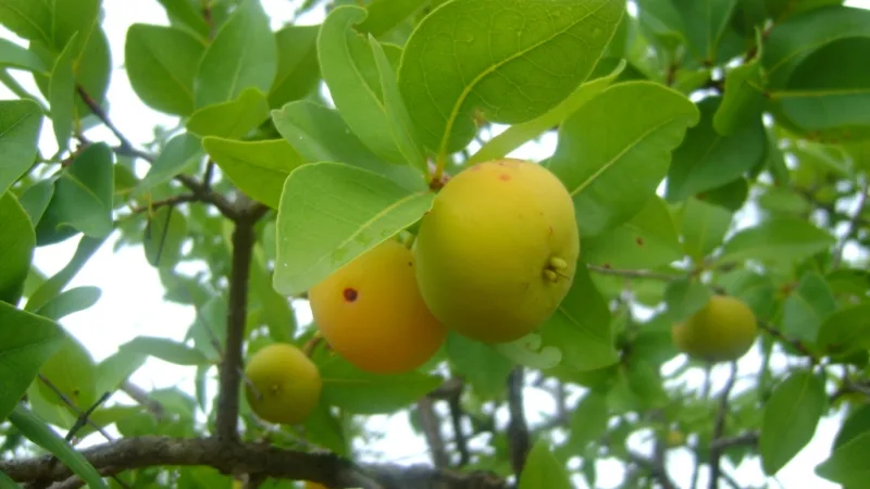 Cagaita, a fruta amarela do Cerrado que vira molho no Jalapão