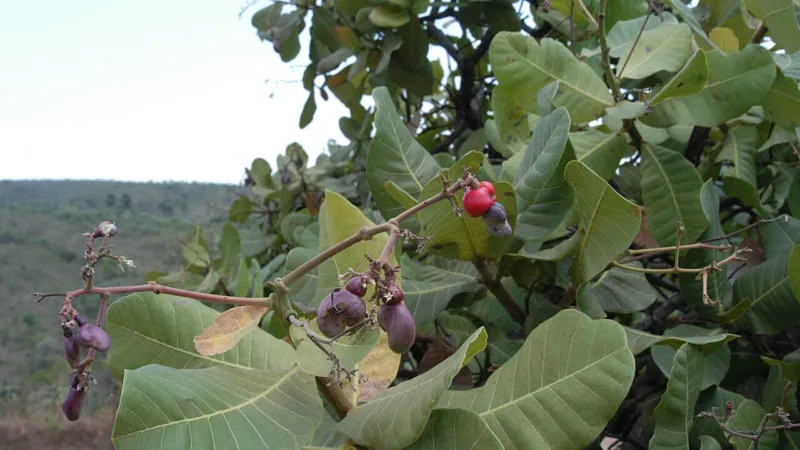 Cajuzinho-do-cerrado: o caju miúdo que cresce rente ao chão