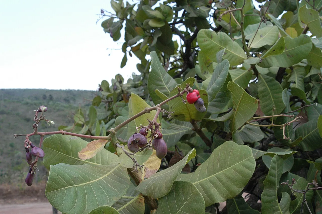 Cajuí, o cajuzinho-do-cerrado que também nasce em MS