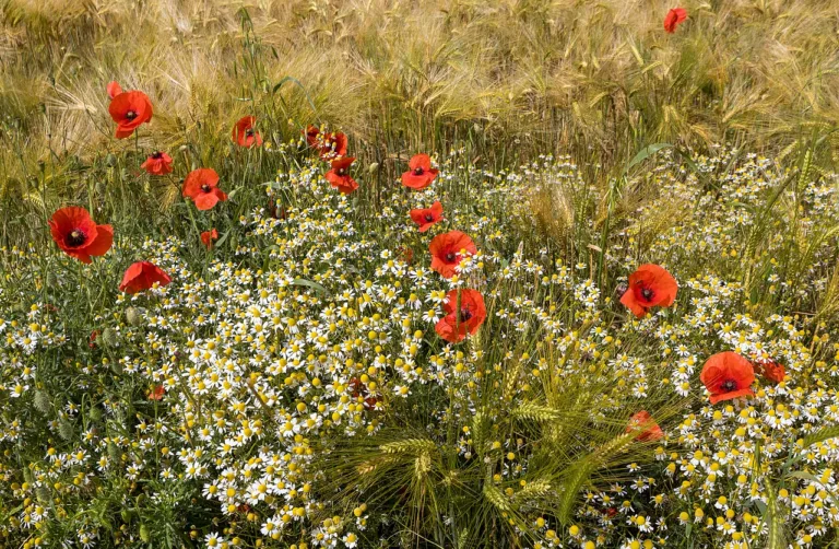 Chá de camomila de Mandirituba: a flor que virou selo no Paraná