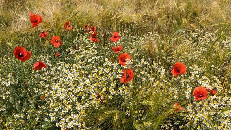 Chá de camomila de Mandirituba: a flor que virou selo no Paraná