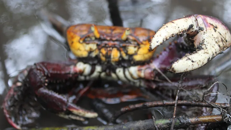 Caranguejo toc-toc: o martelinho que anima a mesa em São Luís