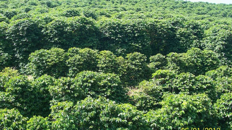 Cafés especiais de Minas Gerais: quatro regiões, uma xícara