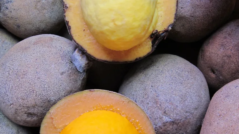 Pequiá ou piquiá: o fruto gigante da floresta no Pará
