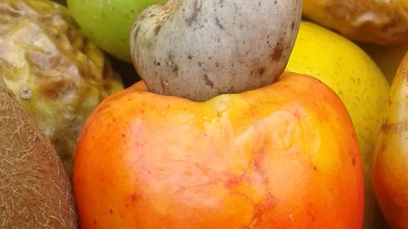 Carne de caju: a fibra da fruta ganha tempero no Nordeste