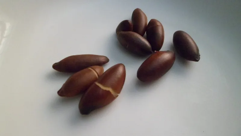 Trufa de baru: paçoca e amêndoa do Cerrado em um doce goiano