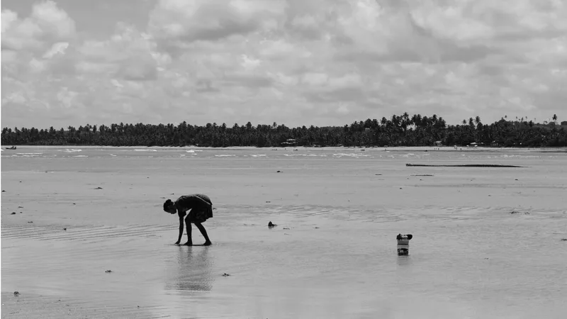 Maçunim: o marisco da areia, tradição de Alagoas