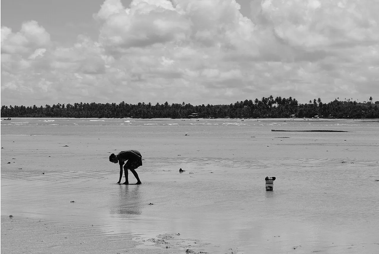 Maçunim: o marisco da areia, tradição de Alagoas