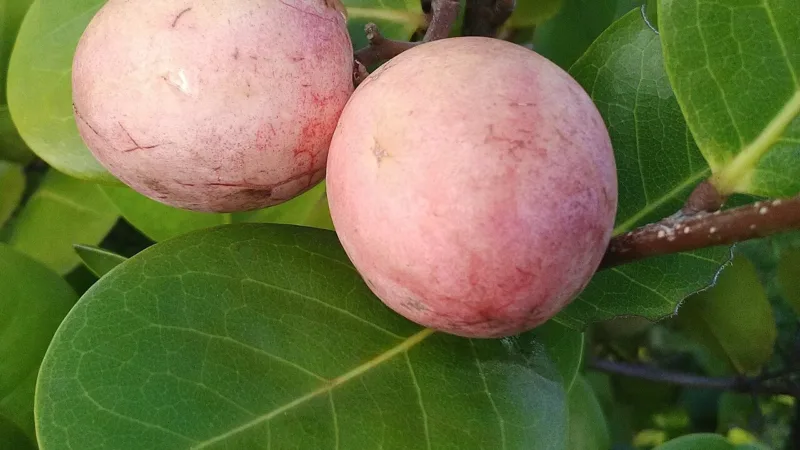 Ajuru, o guajuru: fruta litorânea de nome tupi que vai à conserva