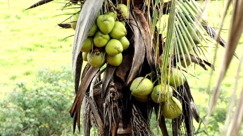 Coco no Espírito Santo: do coco verde de Linhares à cocada