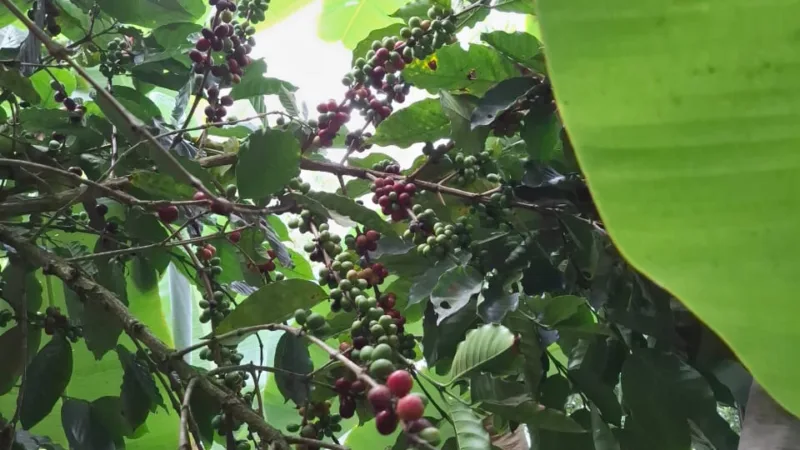 Café arábica das Montanhas do ES: do alto da serra à xícara