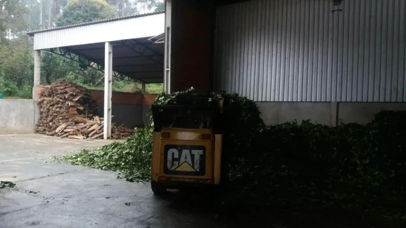 Erva-mate de São Mateus do Sul: da folha ao chimarrão