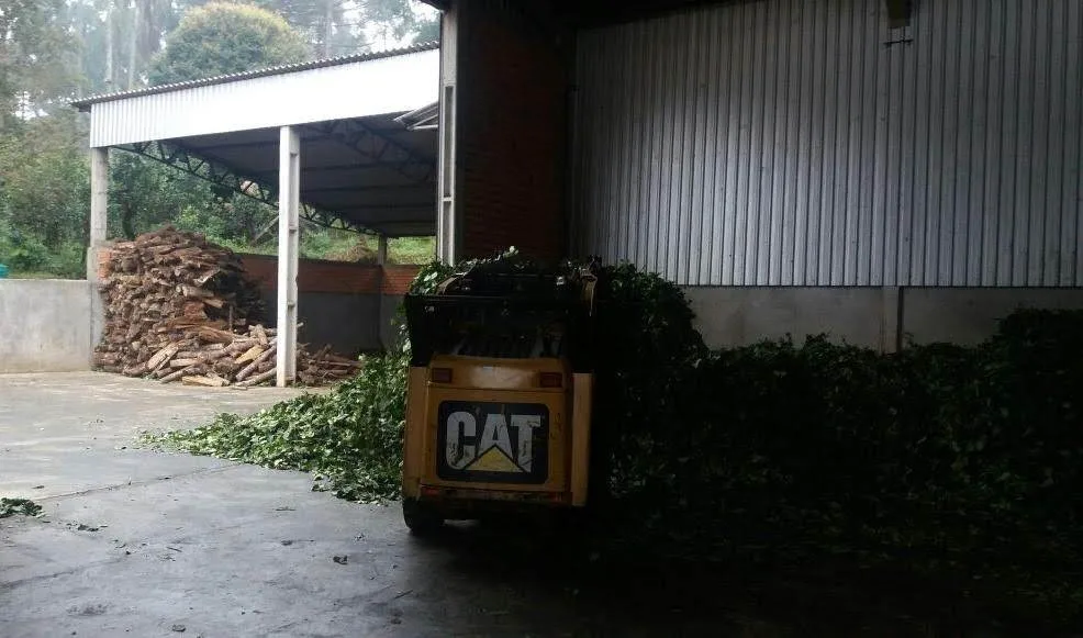 Erva-mate de São Mateus do Sul: da folha ao chimarrão