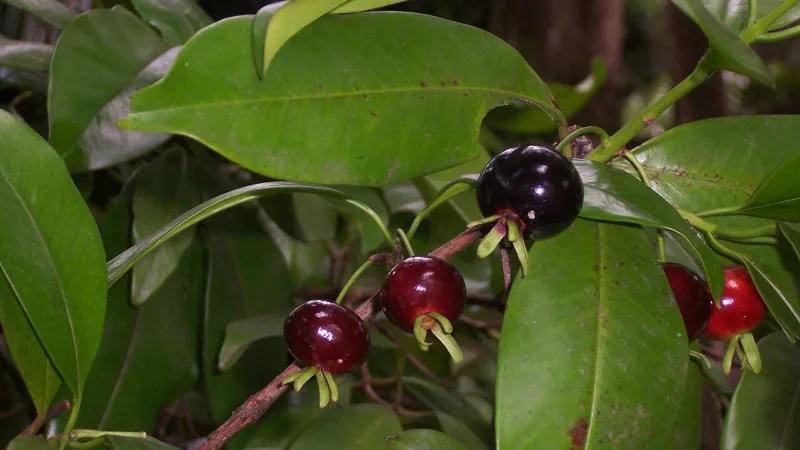 Grumixama: a frutinha roxa de nome tupi da Mata Atlântica