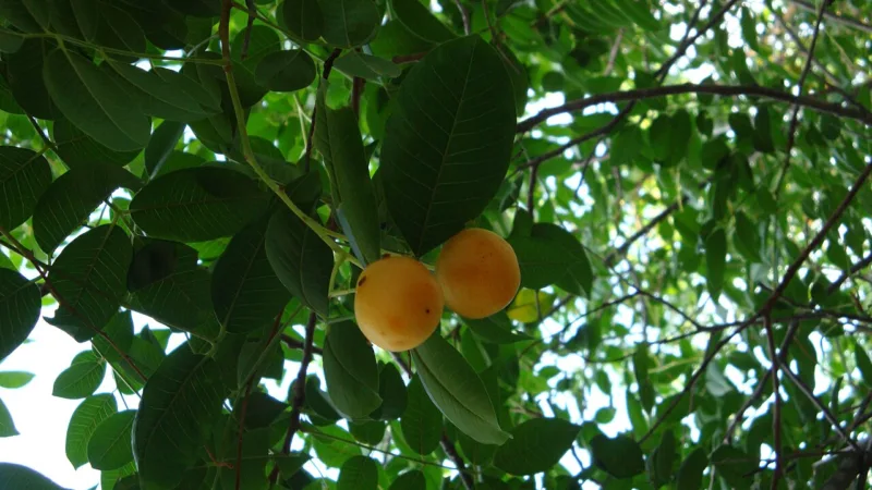 Cajarana, o cajá-manga, na mesa do Nordeste e da Bahia