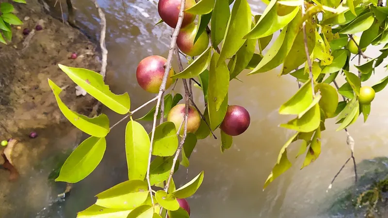 Caçari, o camu-camu da Amazônia e de Roraima, campeão de vitamina C