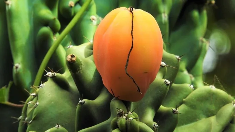 Fruto do mandacaru: a fruta rosada do cacto do sertão