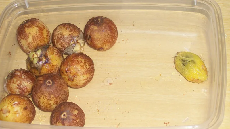 Coco catolé: o coquinho do Cerrado que o Jalapão põe no cardápio