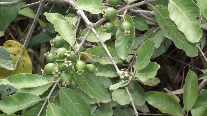 Pinga e licor de guavira: o fruto do cerrado no copo em MS