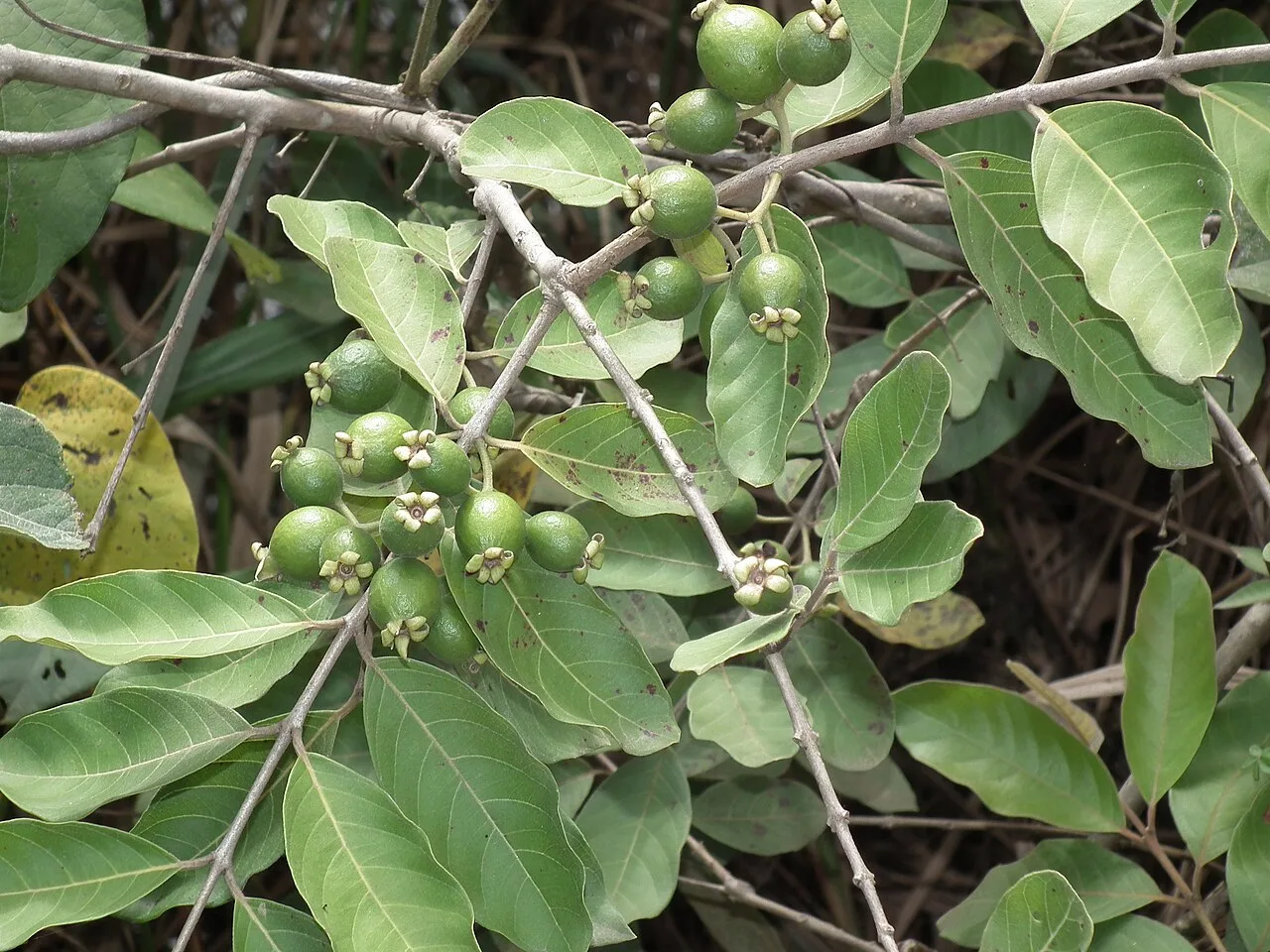 Pinga e licor de guavira: o fruto do cerrado no copo em MS