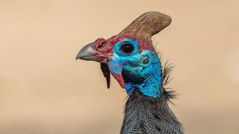 Capote ao molho pardo: a galinha-d’angola da mesa piauiense