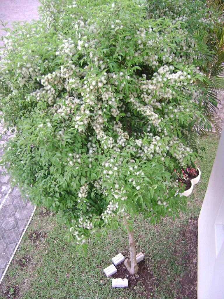 Guabiju, a frutinha púrpura de mata e quintal do Paraná