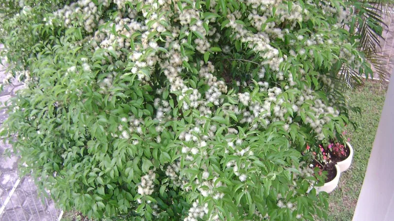 Guabiju, a frutinha púrpura de mata e quintal do Paraná