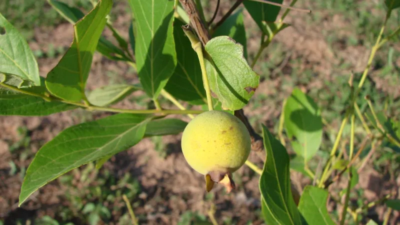 Guabiroba, a fruta perfumada de fim de ano das matas do Paraná