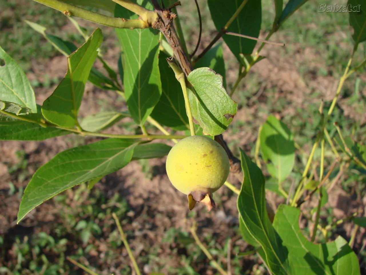 Guabiroba, a fruta perfumada de fim de ano das matas do Paraná